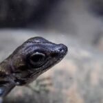 Un lagarto buceador sorprende al mundo científico