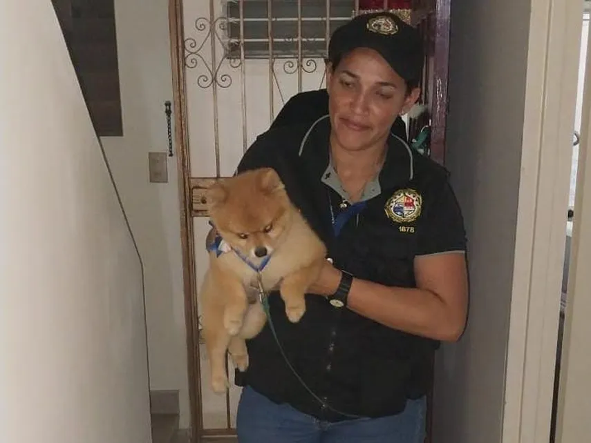perro-robadopng