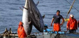 ejemplares-de-atun-rojo-cuelgan-de-una-embarcacion-pesquera_5_640x307