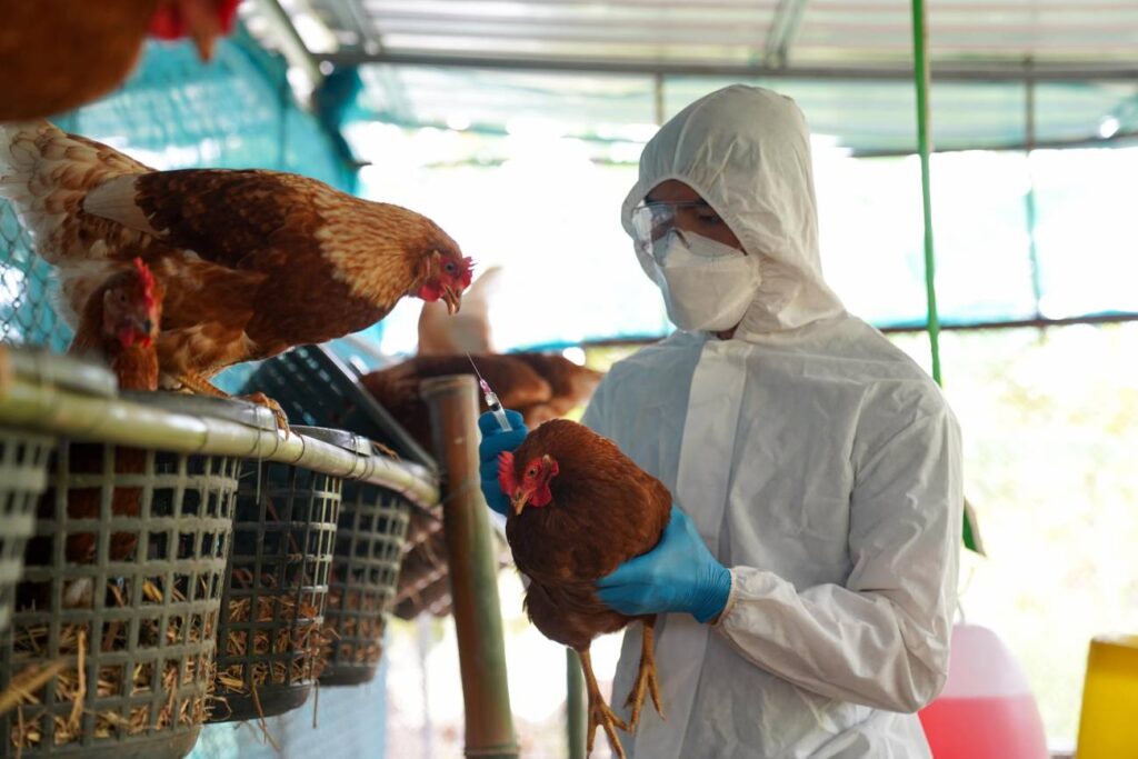 Mexico-consigue-frenar-la-gripe-aviar-un-virus-que-mantiene-al-mundo-en-alerta