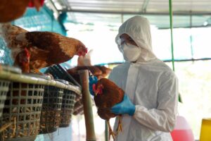Mexico-consigue-frenar-la-gripe-aviar-un-virus-que-mantiene-al-mundo-en-alerta