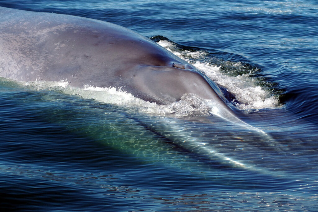 1_2 gigantes oceanicos