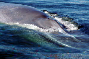 1_2 gigantes oceanicos