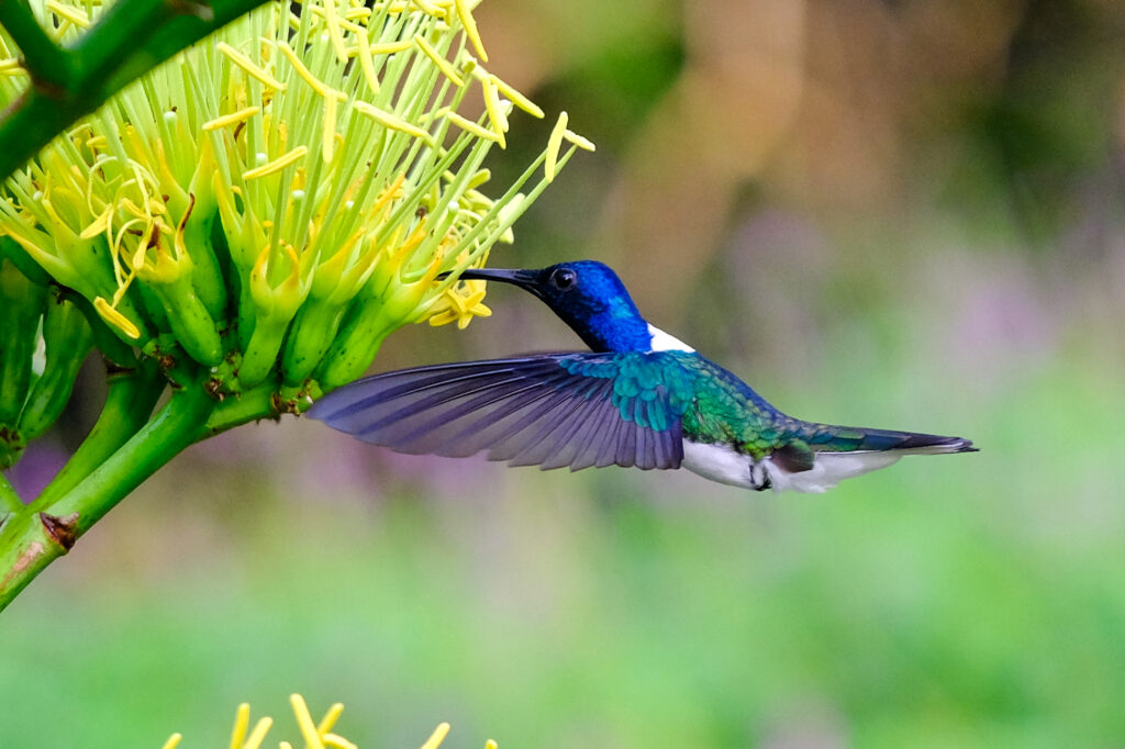 Colibrí Nuquiblanco