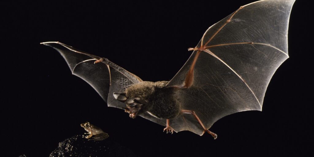 1-Fringe-lipped bat-Merlin_Tuttle