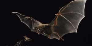 1-Fringe-lipped bat-Merlin_Tuttle