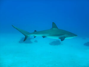 Imagen_2