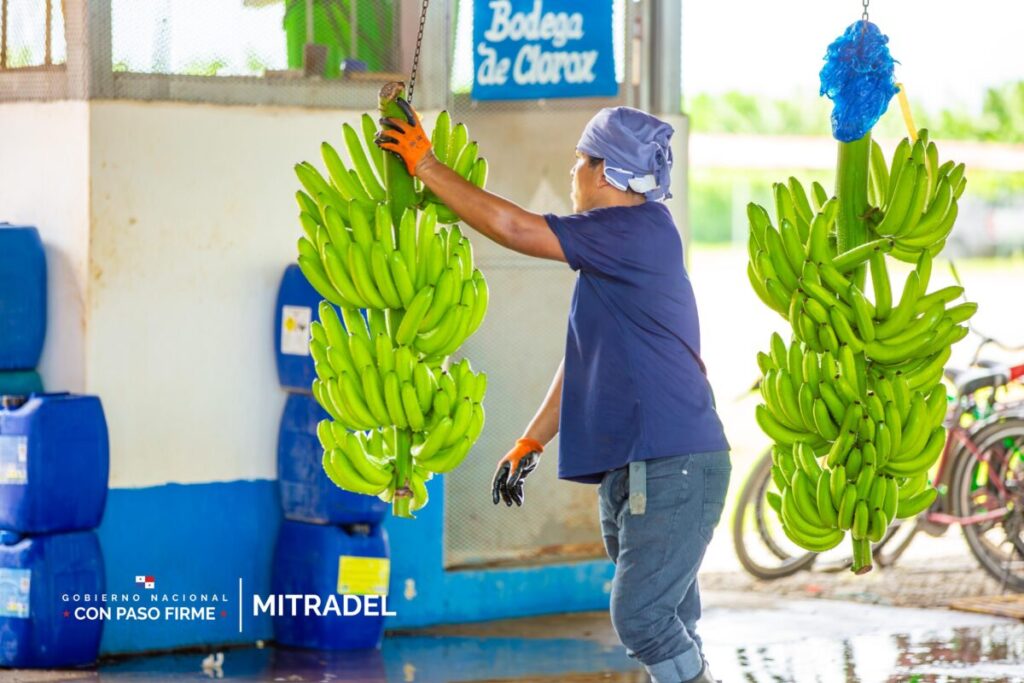Actividad-bananera-1200x800