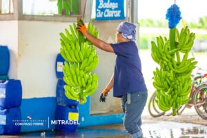 Actividad-bananera-1200x800