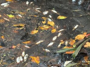 IMG-20250622-WA0669