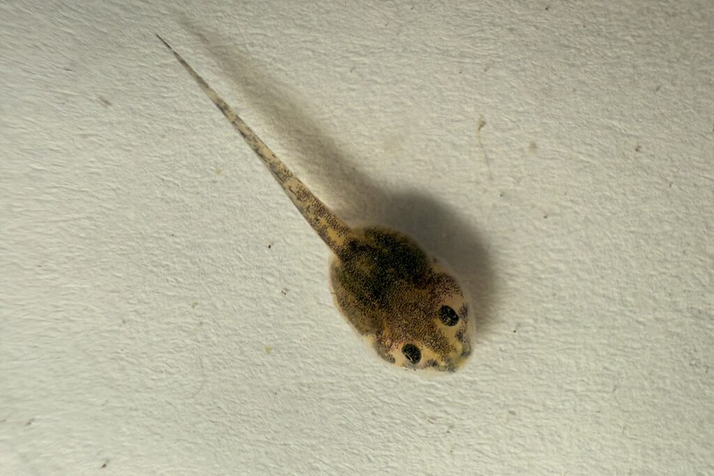 1_photo_Tadpole