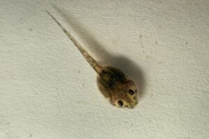 1_photo_Tadpole