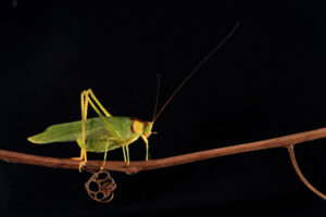 5_2 Grasshopper1
