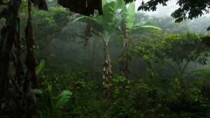 Coffee Farm at Hacienda Morros