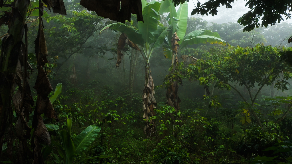 Coffee Farm at Hacienda Morros