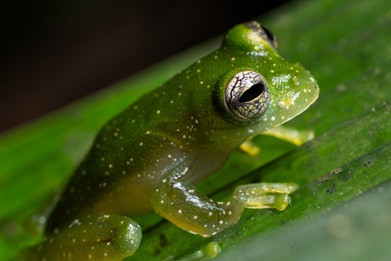 chiriquí glass frog