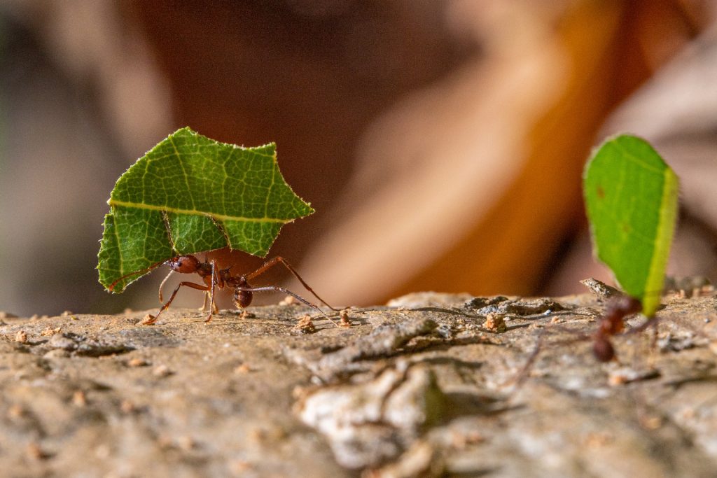 Leaf-cutter ant_A. colombica_096_Summit_20211002_SRP_096 copy