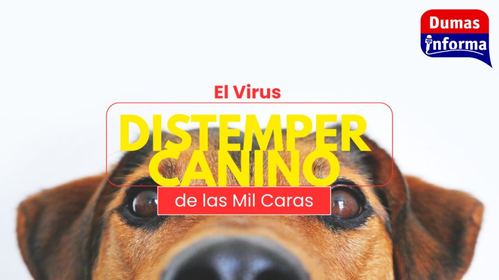Copia de +