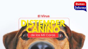 Copia de +
