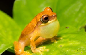 1_1_ebbracatus 2017 - hourglass treefrog c Ryan Taylor