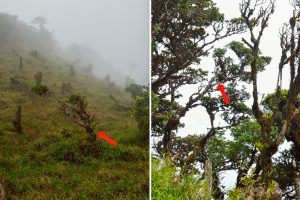 2_2 endemic endangered