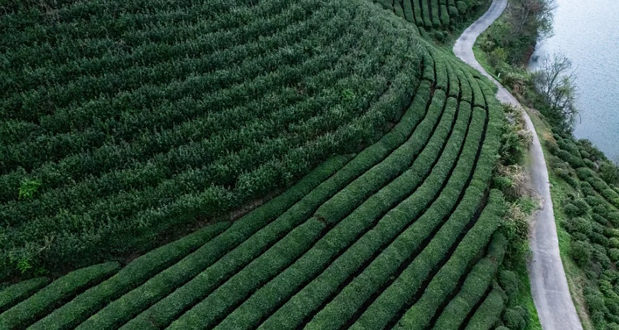 ssssssssssss