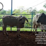 Finca ganadera asegura 55 vientres de carne con el ISA.