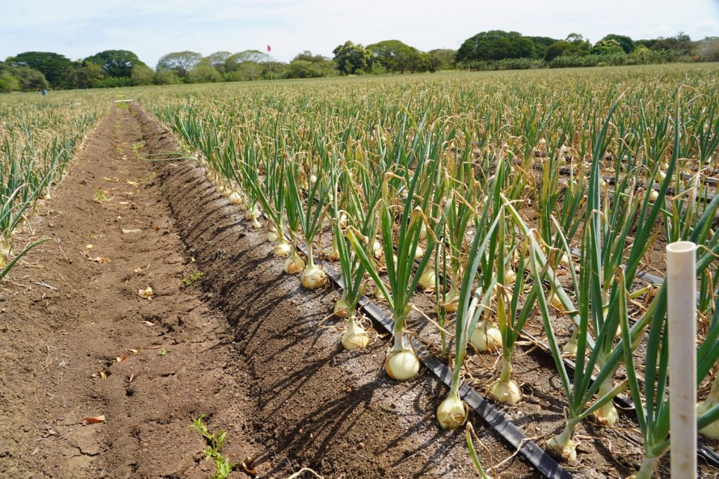 IMG-20260625-WA0093