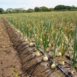 Publican en Gaceta Oficial nuevos manuales Agrícola y Pecuario del ISA