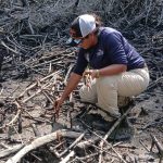 Manglares de Panamá se posicionan como pilares del carbono azul frente a la crisis climática
