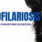Dirofilariosis: La amenaza parasitaria silenciosa
