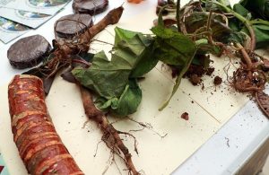 Como parte de la investigación, se realizaron recorridos en campo junto a botánicos tradicionales Ngäbe para identificar especies medicinales y documentar sus usos