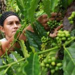 El café de Capira, tostado en paila, conquista nuevos mercados