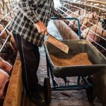 Dan 12 meses a porquerizas en Panamá para adaptarse a nueva norma agroambiental