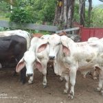 Productor asegura 39 animales de ceba con el ISA.