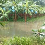 Personal técnico del ISA evalúa productores afectados por temporal en Bocas del Toro