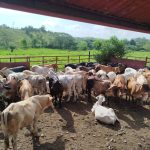 Más de 200 novillos aseguran productores de Colón con el ISA