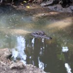 MiAMBIENTE ejecuta acciones de prevención para evitar el conflicto con cocodrilos
