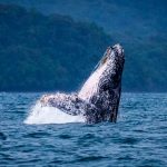 MiAMBIENTE reitera llamado a respetar estrictamente normas para avistamiento de ballenas y delfines