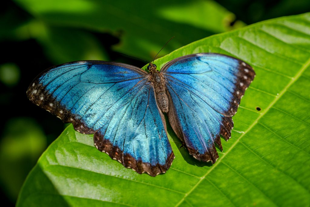 1_A6701600_Morpho butterfly_Connor Evans-Blake