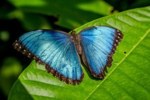 1_A6701600_Morpho butterfly_Connor Evans-Blake