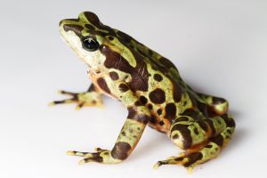 Sapo arlequín variable-Brian Gratwicke