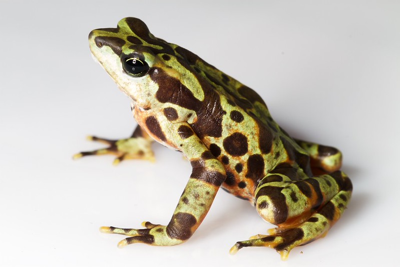 Sapo arlequín variable-Brian Gratwicke
